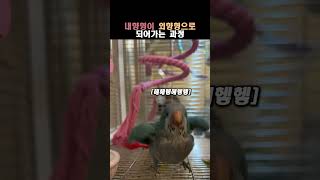 내향형이 외향형으로 되어가는 과정 #앵무새 #유머
