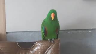 말따라하는새 뉴기니아(대박이)