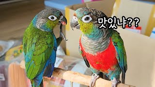 택배는 언제나 신나!!! A cute parrot fa…