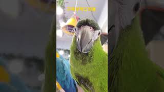 셀카보고 반한 한스마카우 #shorts