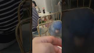 리프패럿 한스마카우 순둥이