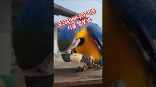 바나나 먹는 앵무새 #시골살이 #시골집 #청금강앵무새