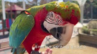 [루카의일상] 부르면 오는 할리퀸 마카우 앵무새 루카 어떻게 부르면 오는걸까? 방법 알려드려요, 루카의 잣 먹는 방법 공개