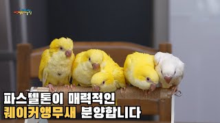 파스텔톤의 몽실몽실한 퀘이커앵무새분양합니다