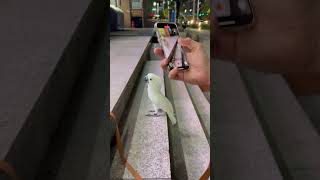 코카투 스파니엘? ㅋ ㅋ ㅋ#코카투#코카스파니엘#미스터독#버프코카#코카투앵무새 #미스터독