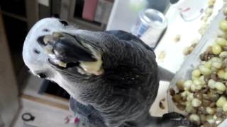 회색앵무 아슈♡  옥수수가 맛나요♡