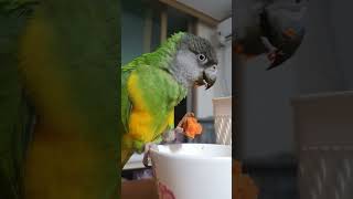 수리 당근당근~ 뜯고 씹고 즐긴다 #parrot #세네…
