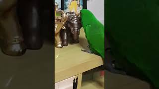 뉴기니아 앵무새 수컷 (코코) 코끼리에게 뽀뽀하다ㅎ