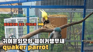 퀘이커앵무새 방사장에 관찰카메라로 지켜보기 Quaker parrot sound