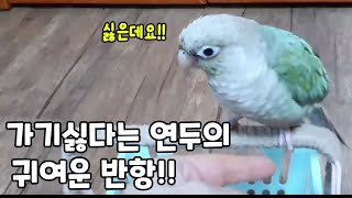 귀여운 반항! 엄마 손가락 깨물기!!#코뉴어 앵무새#c…