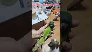 엄마가 건강 체크를 할려고 하면  악악 거리는 우리 갑순~~  #한스마카우 #앵무새천국 #앵무새사랑