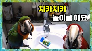 양치질을 따라하는 앵무새라니~ 엄마랑 &#39;치카치카…