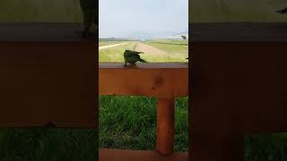 안녕하는 한스마카우