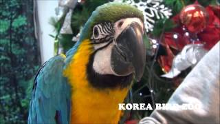 청금강 Blue and Gold Macaw
