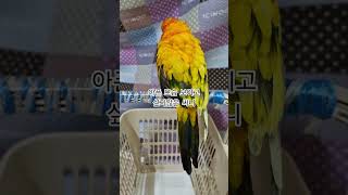 써니가 앵무새 PBFD 걸려서 투병중 입니다!  #썬코…