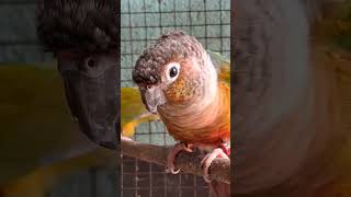 Dancing Conure parrot #birds #…