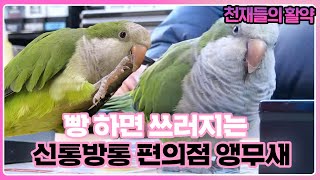 빵~ 하면 쓰러지는 ‘신통방통’ 편의점 앵무새? I T…