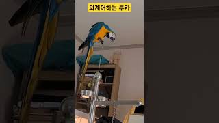 외계어하는 루카 #parrot #앵무새 #macaw #청금강 #청금강앵무새 #animal #동물 #마카우