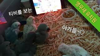 티비보는 아기앵무새(온라인교육^^;;)