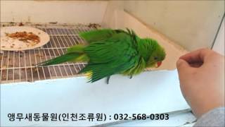 국내최초 올리브헤드로리 앵무새수입!