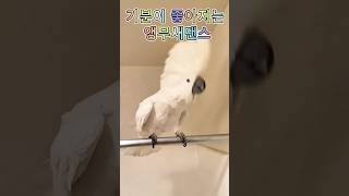 앵무새춤 기분이 좋아지는 앵무새댄스 #shorts #웃…