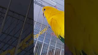 골든코뉴어 나나