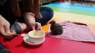 뉴기니아앵무 이유식