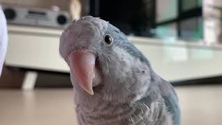 가을이의 일상 (블루퀘이커)