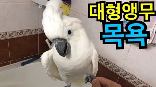 앵무새 목욕- 방수?