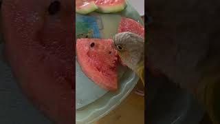 수박먹고 행복한 햇살이 #앵무햇살 #앵무새 #코뉴어