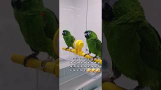 사람말 찰떡같이 알아듣고 액션 취하는 #말하는앵무새 #…