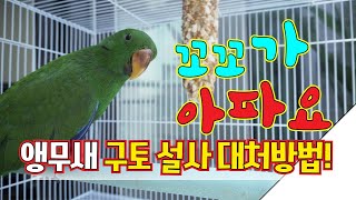 아기 뉴기니아 앵무새 설사 구토 회복기!~