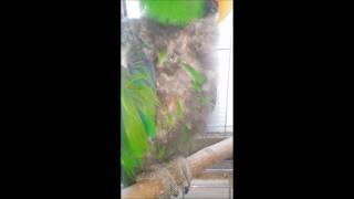 self injury Eclectus parrot th…