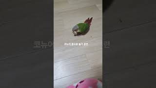 코뉴어#종으로 놀기#입양1개월