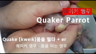 퀘이커 앵무 이름의 유래