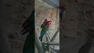 금강앵무.청금강.홍금강