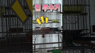 집 부수기 #parrot #루티노퀘이커 #talking…