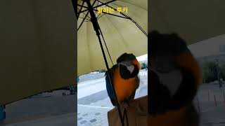 말하는 청금강앵무새 #animal #동물 #parrot