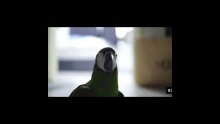Duke the Parrot - Nature's in …