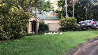 [호주 앵무새] 흔한 호주 야생 코카투