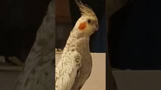 Why is jeff so surprised? #birds #cutebird #cockatiel #pets #cute #parrot #parakeet