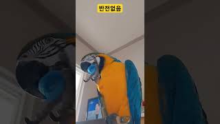 그냥 뚜껑가지고 노는 루카 #청금강 #청금강앵무새 #macaw #앵무새 #parrot #동물 #animal