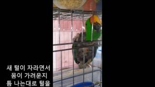 self injury Eclectus parrot th…