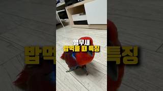 앵무새 밥먹을 때 특징 #앵무새 #특징 #밥시간 #뉴기…