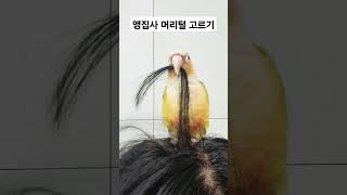 앵집사 털 고르기 너무 길어 #앵무새 #parrot #…