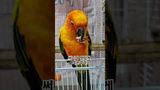 맛있음을 표현하는 써니!  #썬코뉴어 #parrot #…