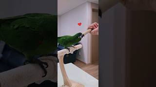 귀염폭발이유식먹는 한스마카우, 뜻밖의 절제력 ⁉️ #talkingparrot
