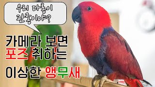 [뉴기니아 귀욤] 나 예뻐? 카메라만 보면 포즈 취하는 관종 앵무새, my parrot loves camera!