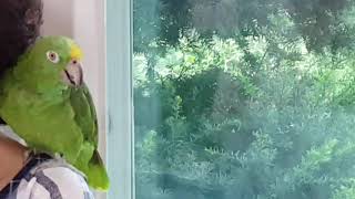 음악을 하면 아마존앵무새가 "안녕~안녕~"을 계속 인사하네요.