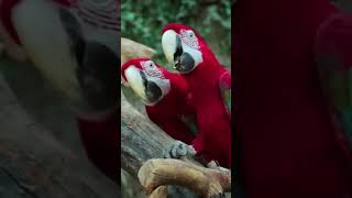 #red #macaw